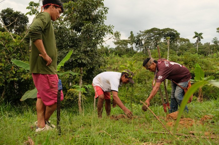 Governo entrega mudas de árvores frutíferas em aldeia do povo Huni Ku? em Feijó