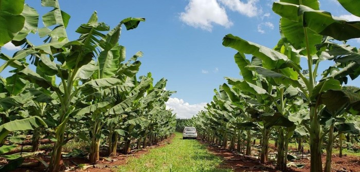 Delfinópolis recebe 5ª Feira da Banana de quarta-feira a domingo (31/5 a 4/6)