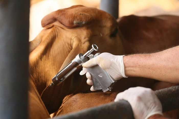 Campanha de Vacinação contra Febre Aftosa será encerrada dia 31 de Maio