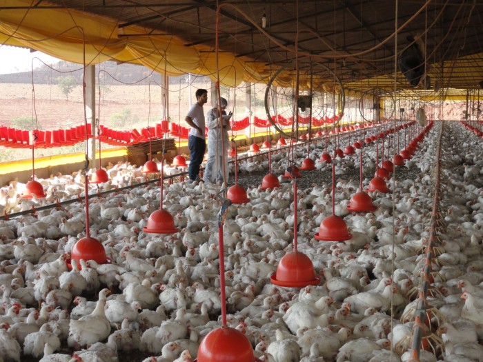 Minas não registra gripe aviária, mas está alerta para evitar ocorrência