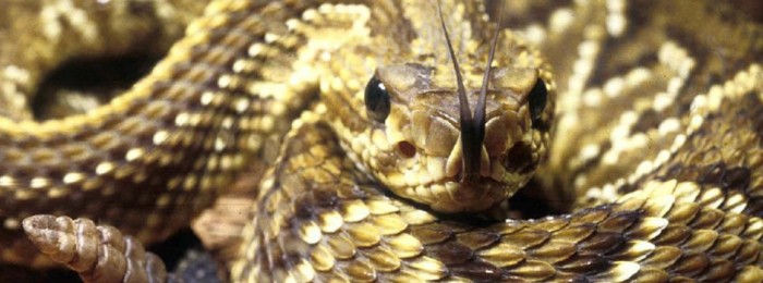 Campo Experimental de Santa Rita recebe capacitação sobre manejo de animais peçonhentos