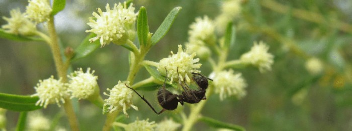 Estudo revela rede oculta de interações ecológicas em sítio de pesquisas na Serra do Cipó