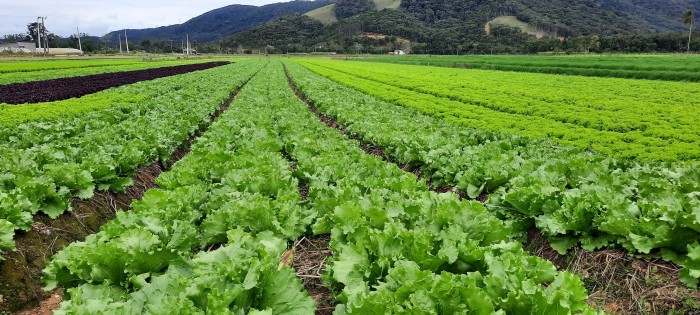 Cidasc orienta sobre a nova regra para o comércio e uso de produtos agrotóxicos microbiológicos