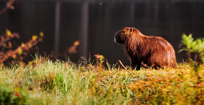 Dia Mundial do Meio Ambiente: Casan promove exposição fotográfica valorizando Lajeado São José