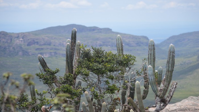 Caatinga: o bioma 100% brasileiro