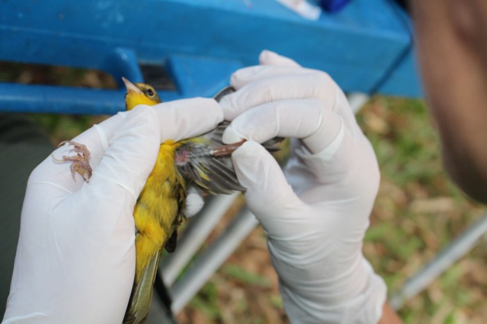 Unidades de Conservação administradas pelo IMA são fontes de pesquisa para projetos ambientais