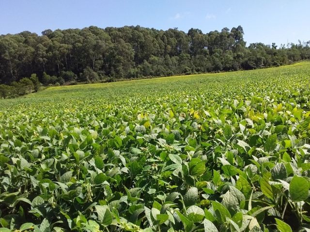 Semana do Meio Ambiente: sistema sustentável de produção de soja e milho da Epagri reduz uso de agrotóxicos