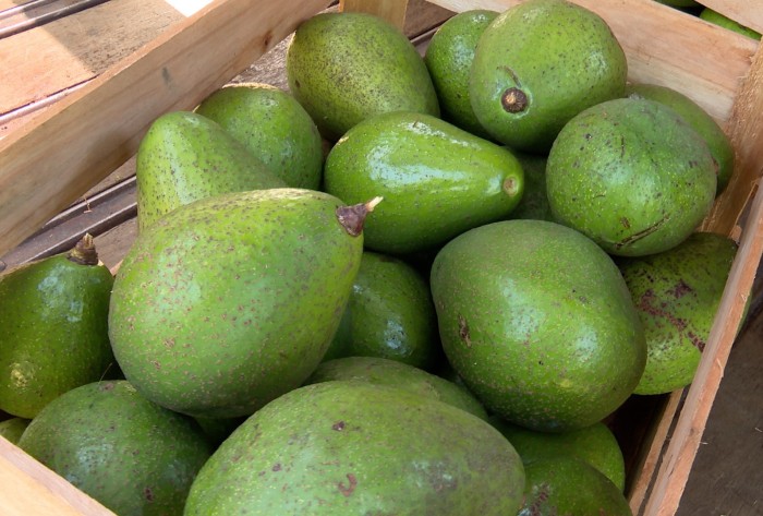 Pecuaristas de Bom Despacho diversificam produção com cultivo de abacate