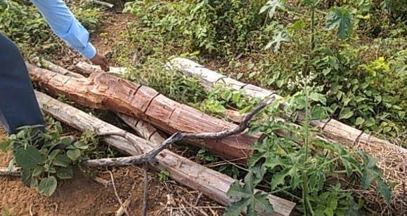 Inema intensifica fiscalização contra comércio ilegal de madeira e extração mineral na Bahia