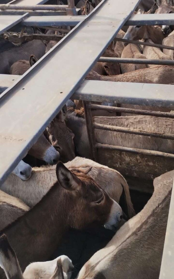 PMCE resgata 81 jumentos em situação de maus-tratos na cidade de Jaguaribe