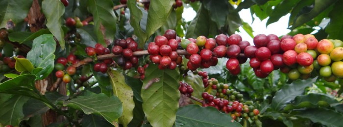 Exportações do agronegócio mineiro alcançam US$ 5,8 bilhões no período de janeiro a maio