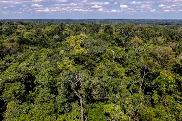 Acre tem redução de 66% em alertas de desmatamento no primeiro semestre do ano