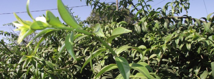 Epamig oferece cursos na 93ª Semana do Fazendeiro