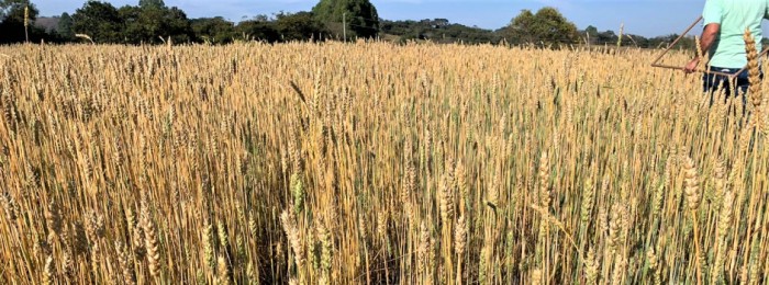 Epamig realiza Dia de Campo sobre Trigo Forrageiro em Montes Claros