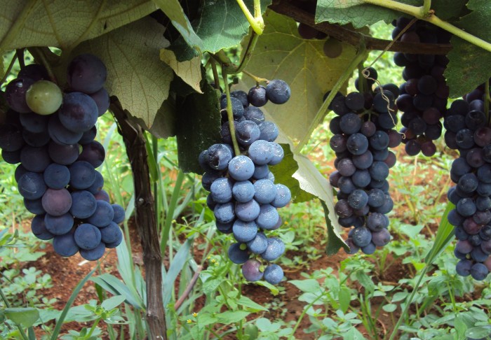 Epamig realiza Dia de Campo sobre fruticultura de clima temperado