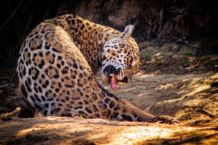 Comissão debate resolução da ONU sobre bem-estar animal e desenvolvimento sustentável