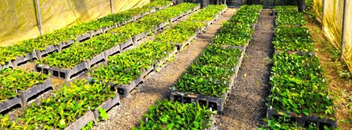 Minas se prepara para iniciar comercialização de mudas de café Conilon 