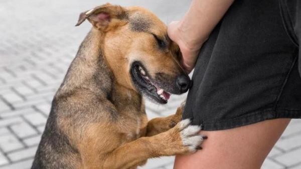 Presidente do Legislativo sugere campanha para incentivar a adoção de animais em Sorriso
