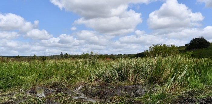 Prevenção e limpeza: Prefeitura realiza desassoreamento dos rios do município