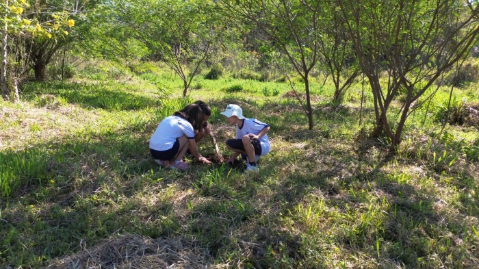 Projeto Bosque do Amanhã, do Governo de Minas, avança na mobilização por plantio de 6 mil mudas de árvores