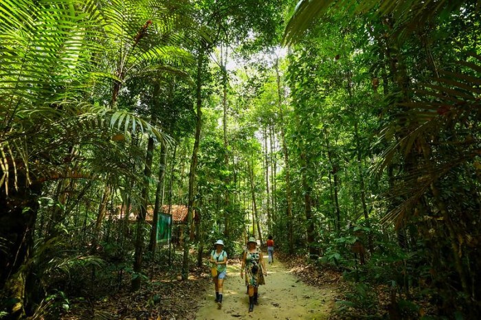 Dia da Árvore: astur destaca roteiro para conhecer a imponência da  floresta