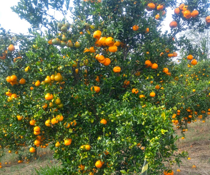 Emater-MG usa imagens de satélite para mapear a citricultura em município do Sul de Minas