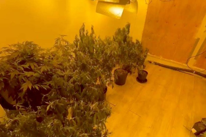 PCPR prende quatro homens e apreende 50 pés de maconha em Curitiba e RMC