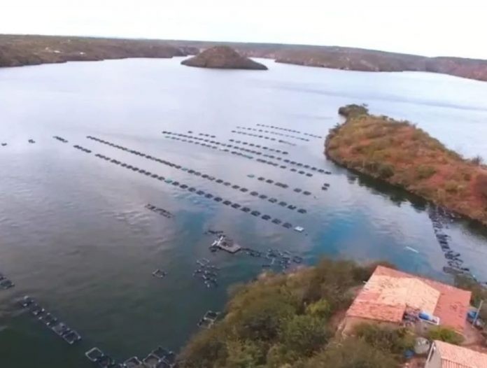 Bahia fortalece esforços de conservação em Oficina Nacional sobre peixes rivulídeos