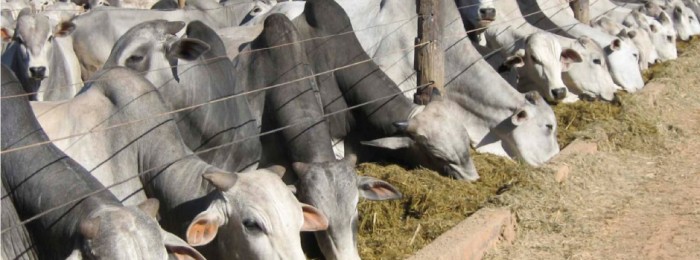 Ciclo de preços da arroba do boi muda de baixa para alta