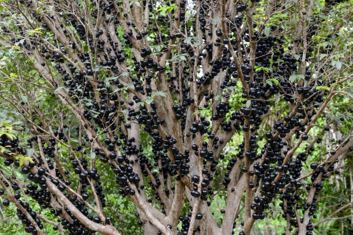 Festa da Jabuticaba promete delícias e experiências únicas de 6 a 8 de outubro