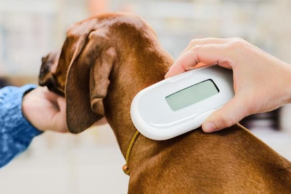 Vereador sugere campanha para chipagem de cães e gatos em Sorriso