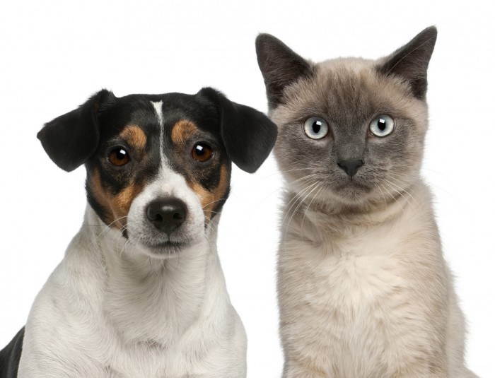 Governo sanciona lei que proíbe pessoas que cometeram maus-tratos a animais domésticos a obterem a guarda de qualquer animal no Acre