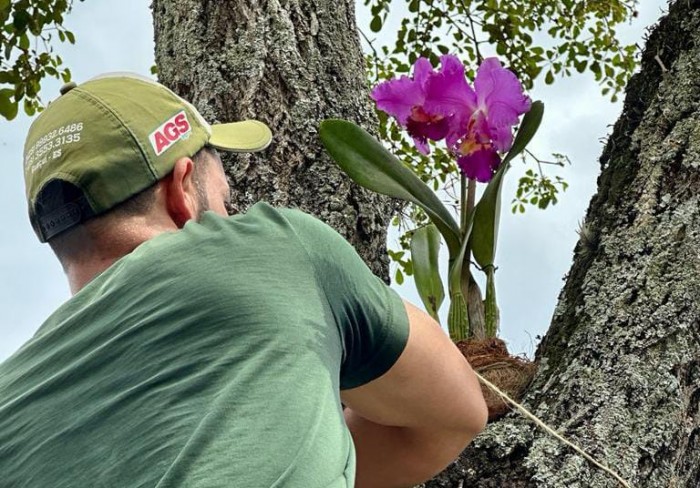 ORQUÍDEAS SÃO PLANTADAS NA PRAÇA DA BANDEIRA EM GUAÇUÍ