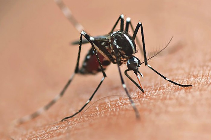 Foz do Iguaçu e Londrina são selecionadas para teste de novo método contra a dengue