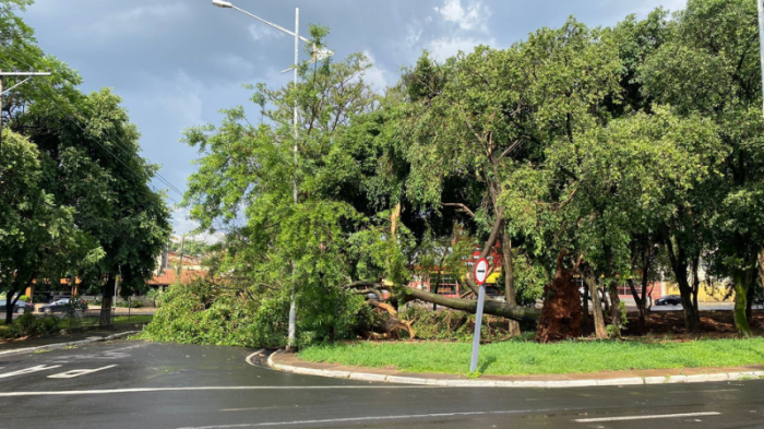 Serviços Gerais remove árvores derrubadas pelo vento durante chuva